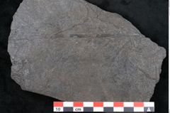 Foto (Detailansicht) von Plantae indet.  (NHMW-GEO-2024-0188-11517)